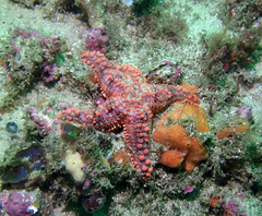 Uniophora granifera