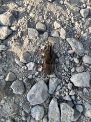 Gryllotalpa orientalis