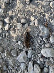 Gryllotalpa orientalis