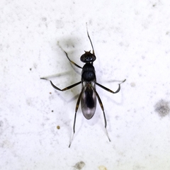 Micropezidae