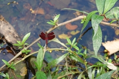 Neurothemis taiwanensis