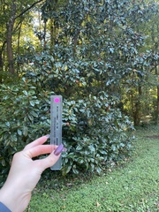 Magnolia grandiflora