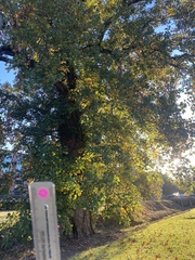 Magnolia grandiflora
