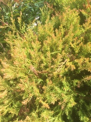 Juniperus virginiana