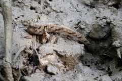 Periophthalmus argentilineatus