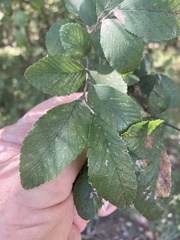 Ulmus crassifolia