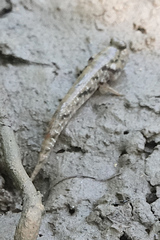 Periophthalmus argentilineatus