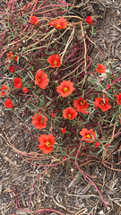 Portulaca grandiflora