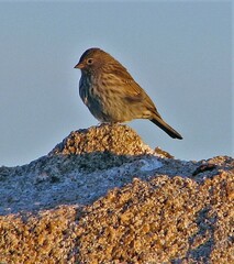 Geospizopsis unicolor