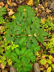 Angelica atropurpurea