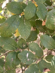Ulmus crassifolia