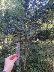 Magnolia grandiflora