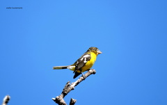 Pheucticus aureoventris