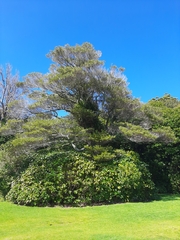 Elaeocarpus dentatus