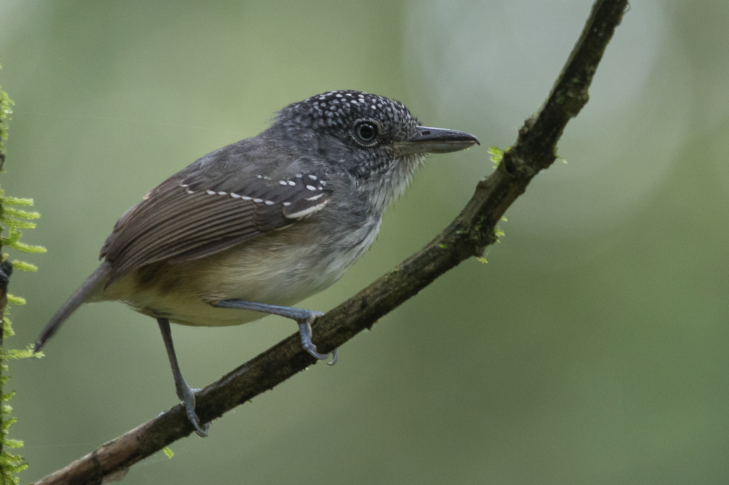 Spot-crowned Antvireo (Dysithamnus puncticeps) photo