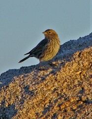Geospizopsis unicolor