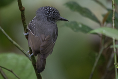 Dysithamnus puncticeps