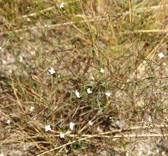 Gayophytum diffusum