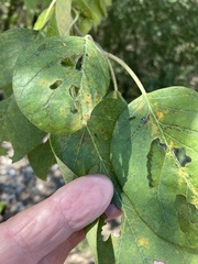 Maclura pomifera