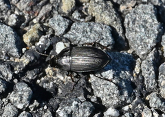Anisodactylus rusticus