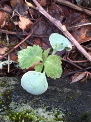 Micranthes virginiensis