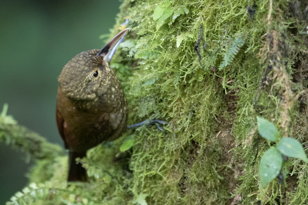 Spotted Woodcreeper