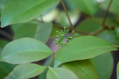 Xylocarpus moluccensis