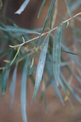 Acacia brassii