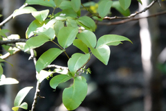 Xylocarpus moluccensis