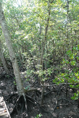 Xylocarpus moluccensis