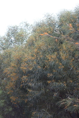 Acacia brassii