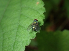 Lucilia
