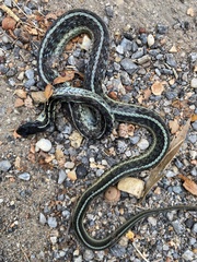 Thamnophis sirtalis sirtalis