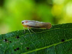 Omolicna uhleri