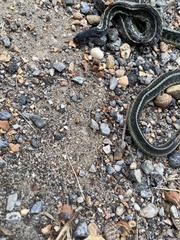 Thamnophis sirtalis sirtalis