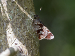 Thespieus aspernatus