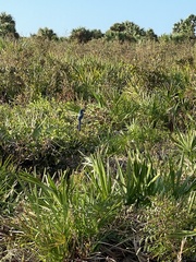 Aphelocoma coerulescens