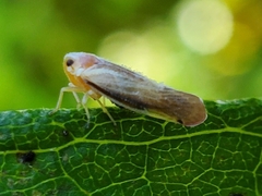 Omolicna uhleri