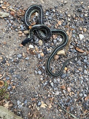 Thamnophis sirtalis sirtalis