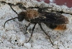 Pseudomethoca propinqua