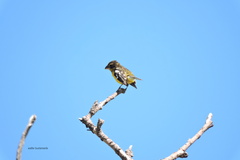 Pheucticus aureoventris