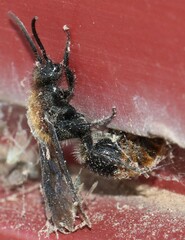 Pseudomethoca propinqua