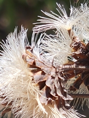 Vernonia × guadalupensis