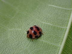 Henosepilachna vigintioctopunctata