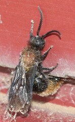 Pseudomethoca propinqua