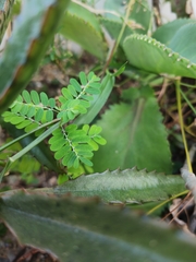 Phyllanthus amarus
