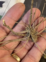 Eupatorium linearifolium