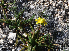 Ivesia lycopodioides