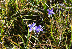 Gentianopsis holopetala