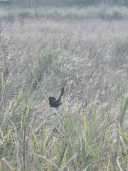 Malurus melanocephalus